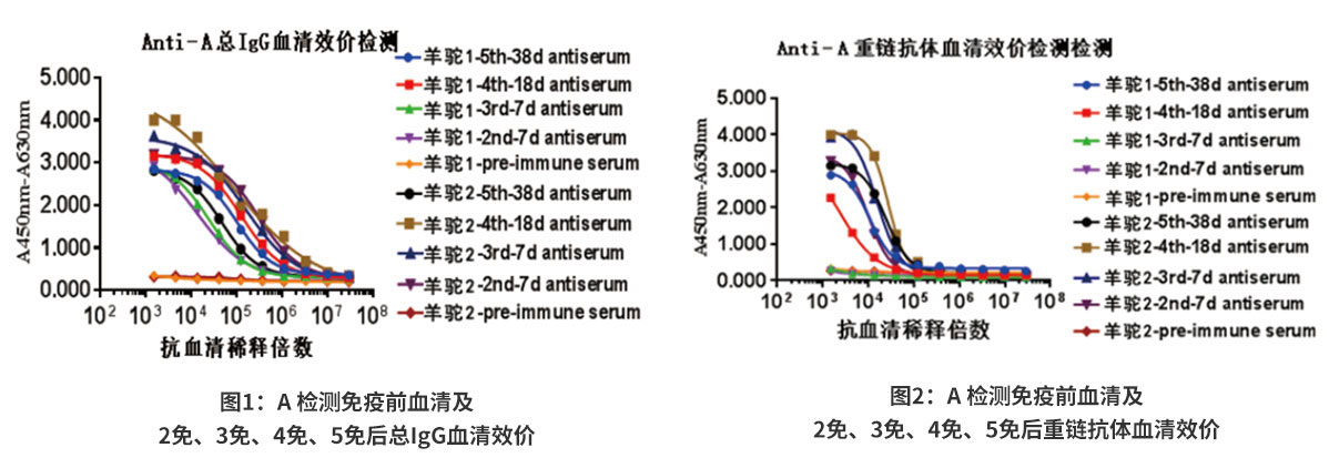 A抗原血清效价检测结果