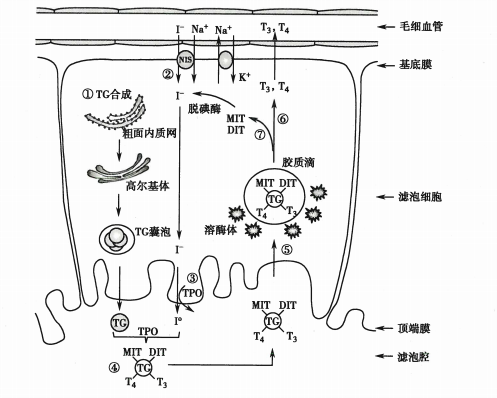 甲状腺激素的合成与分泌