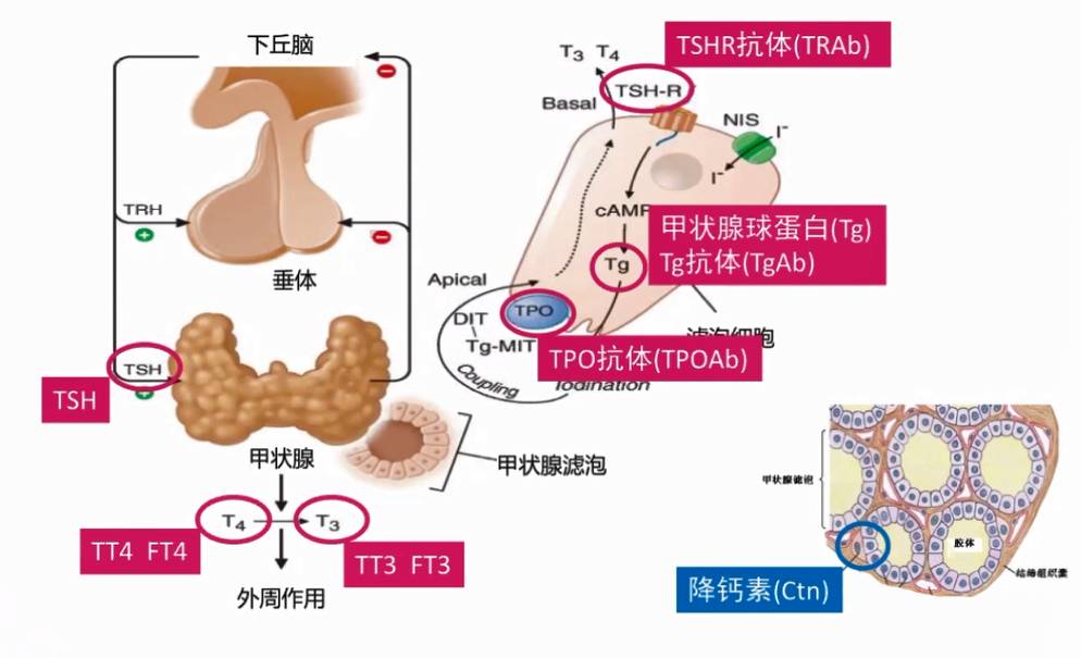 T3、T4的合成与分泌